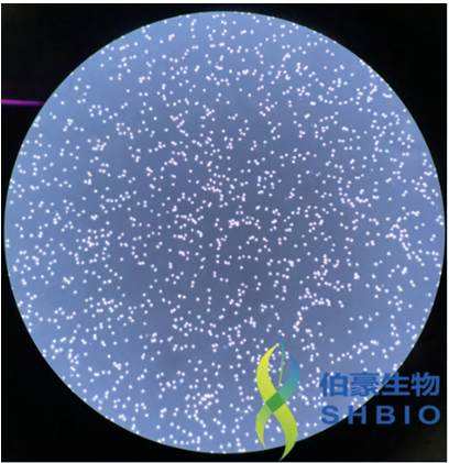 伯豪生物特邀單細(xì)胞懸液制備現(xiàn)場鏡檢圖