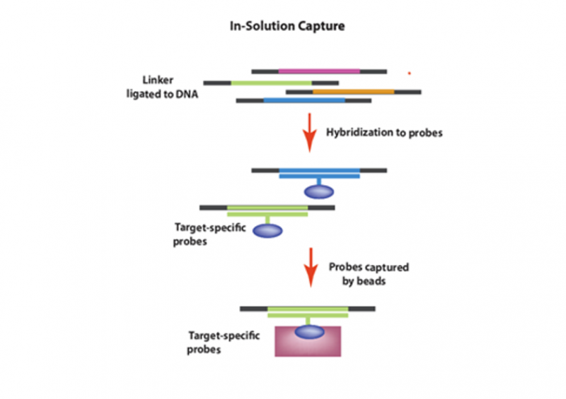 全外顯子組測(cè)序技術(shù)原理