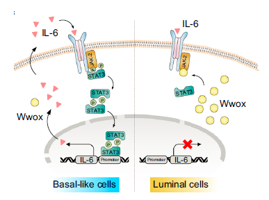 真核轉(zhuǎn)錄組測序分析流程案例二研究結(jié)果