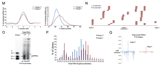smallRNA 測(cè)序案例二配圖
