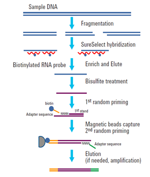 甲基化捕獲測序技術原理