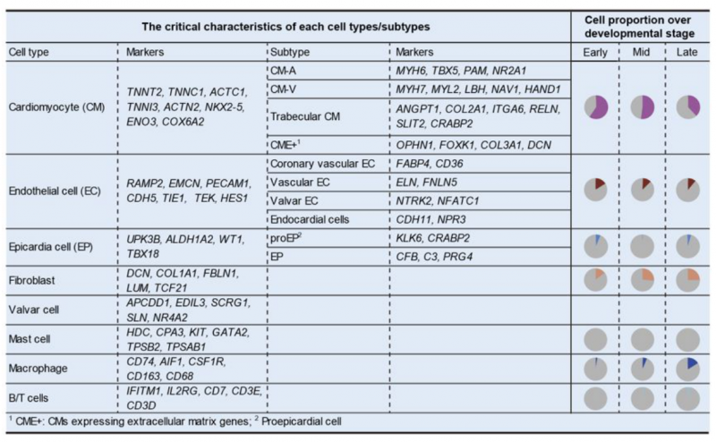 單細(xì)胞 RNA 測(cè)序應(yīng)用:器官發(fā)育