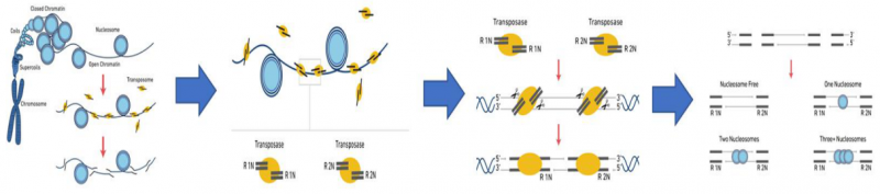 單細(xì)胞 ATAC 測序轉(zhuǎn)座酶切割 DNA 示意圖