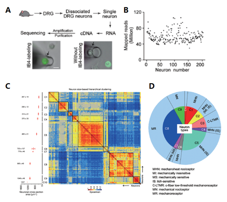 單細(xì)胞 RNA 測(cè)序應(yīng)用:神經(jīng)科學(xué)