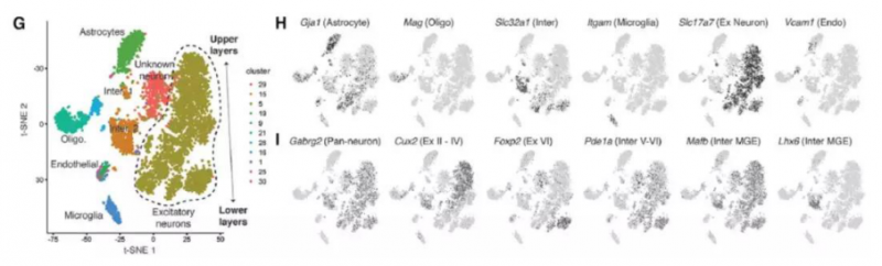 前額葉皮質(zhì)細(xì)胞中染色質(zhì)可及性的異質(zhì)性