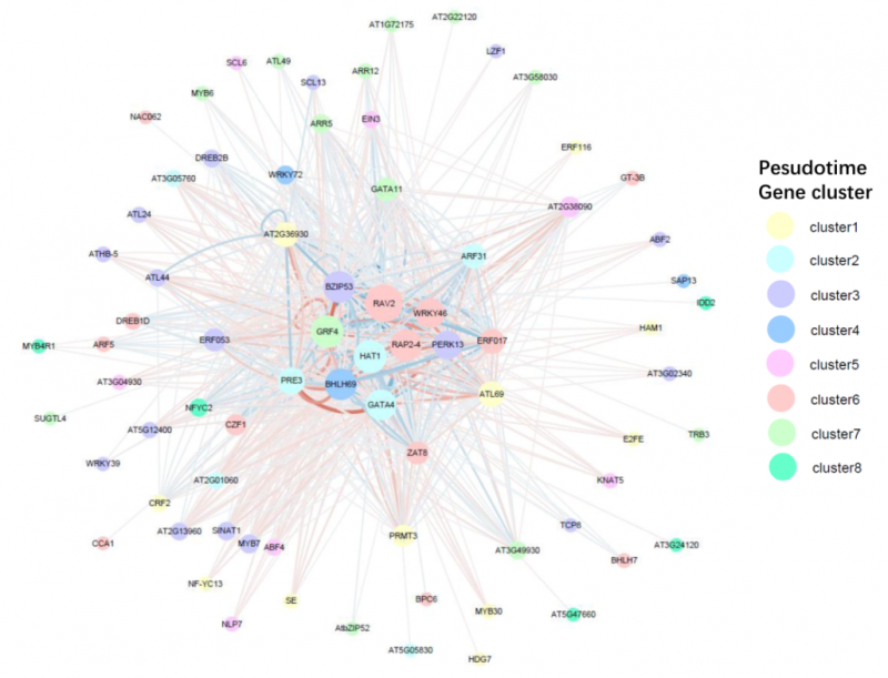單細(xì)胞 RNA 測(cè)序擬時(shí)序分化轉(zhuǎn)錄因子調(diào)控網(wǎng)絡(luò)