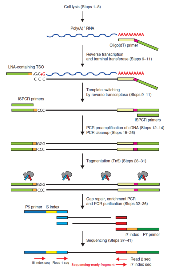 伯豪生物單細(xì)胞 RNA 測(cè)序服務(wù) SMART-seq2 技術(shù)原理