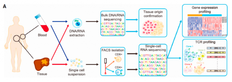 單細(xì)胞 RNA 測(cè)序應(yīng)用:腫瘤微環(huán)境
