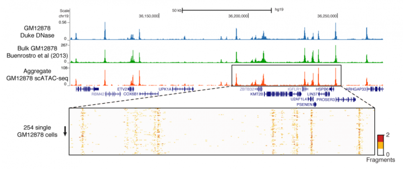 單細(xì)胞 ATAC-seq 與常規(guī) ATAC-seq 的一致性圖