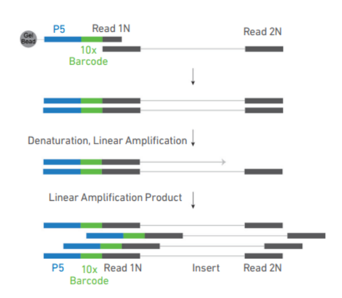 單細(xì)胞 ATAC 測序 DNA 鏈孵育圖