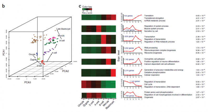 單細(xì)胞 RNA 測(cè)序應(yīng)用:早期胚胎的單細(xì)胞測(cè)序