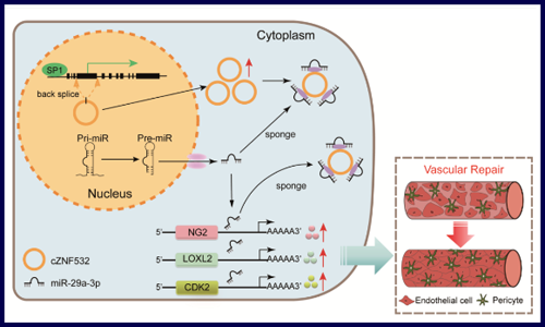 入股不虧！你必須 pick 的 circRNA