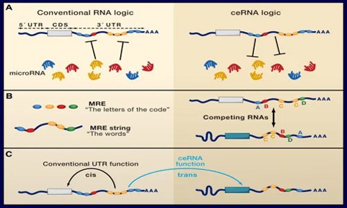 鎖定！ceRNA 研究思路！