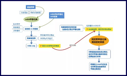 不看后悔系列 |RNA m6A 修飾研究發(fā)文套路大揭秘