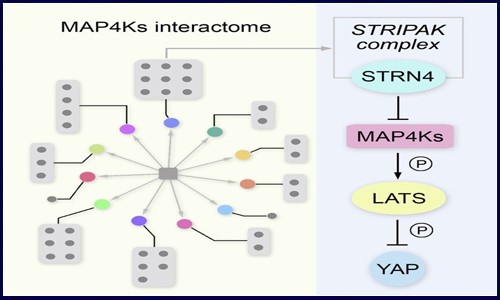 基于蛋白質(zhì)組學(xué)分析揭示癌癥發(fā)生機(jī)制的研究思路