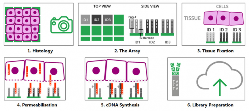 伯豪生物空間轉(zhuǎn)錄組技術(shù)
