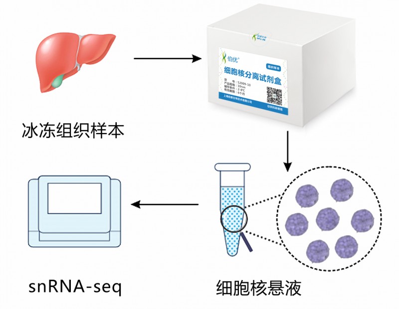 伯豪生物單細(xì)胞核轉(zhuǎn)錄組測(cè)序科研流程圖