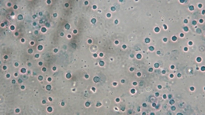 小鼠腦組織細(xì)胞核分離