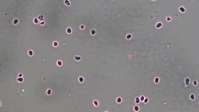 小鼠腦組織細(xì)胞核分離