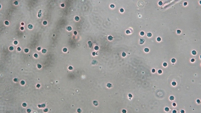 小鼠腦組織細(xì)胞核分離