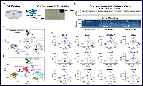 干貨分享丨一文詳解單細胞核 RNA 測序（snRNA-seq）應用與進展
