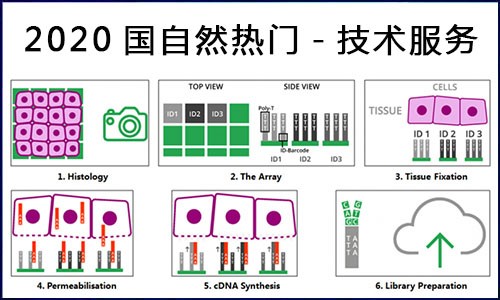 國自然熱點 | 伯豪生物空間轉錄組測序服務，你 Pick 了嗎？