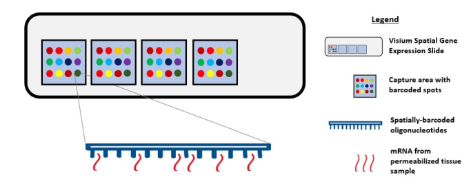 Visium Spatial Gene Expression Solution 原理圖