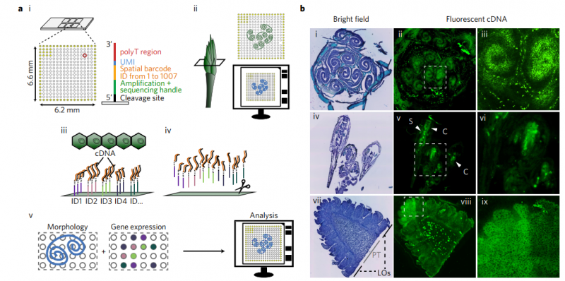 植物的空間解析轉(zhuǎn)錄組分析