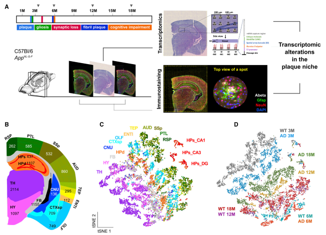 成年 AD 小鼠大腦的空間解析轉(zhuǎn)錄組譜