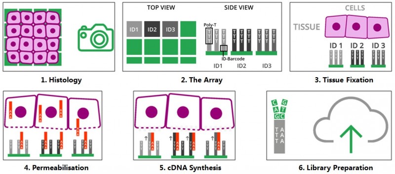 10X 空間轉(zhuǎn)錄組測(cè)序技術(shù)原理