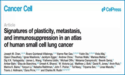 Cancer Cell | 基于小細胞肺癌單細胞圖譜，鑒定與轉移、免疫抑制及預后相關的細胞亞群