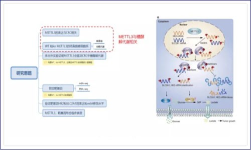 RNA 甲基化修飾聯(lián)合轉(zhuǎn)錄組揭示 m6A 參與結(jié)直腸癌進(jìn)展