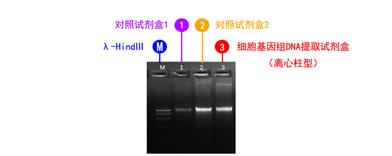 細(xì)胞基因組 DNA 提取試劑盒(離心柱型)