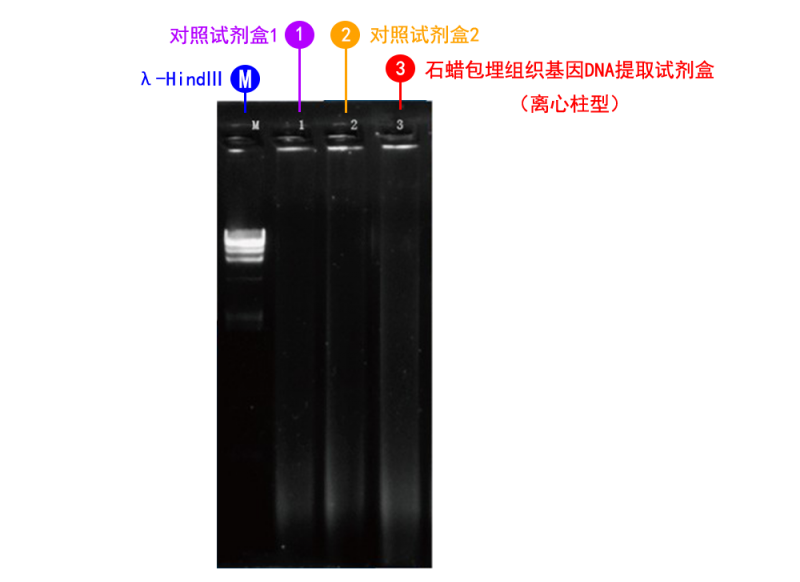 石蠟包埋組織基因 DNA 提取適合