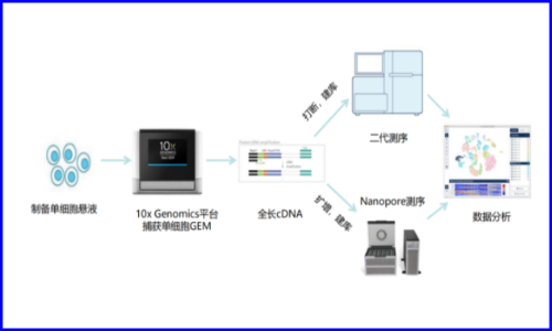 伯豪生物聯合及智醫學推出 | 基于單細胞全長轉錄本測序的全新臨床轉化應用探索