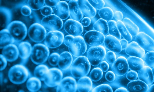 2022 細(xì)胞產(chǎn)業(yè)大會(huì) | 暨第八屆（上海）細(xì)胞和腫瘤精準(zhǔn)醫(yī)療高峰論壇