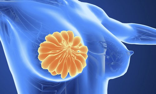 項目文章 | 單細胞 RNA 測序揭示復方苦參注射液通過調節乳腺癌腫瘤微環境協同提升化療療效
