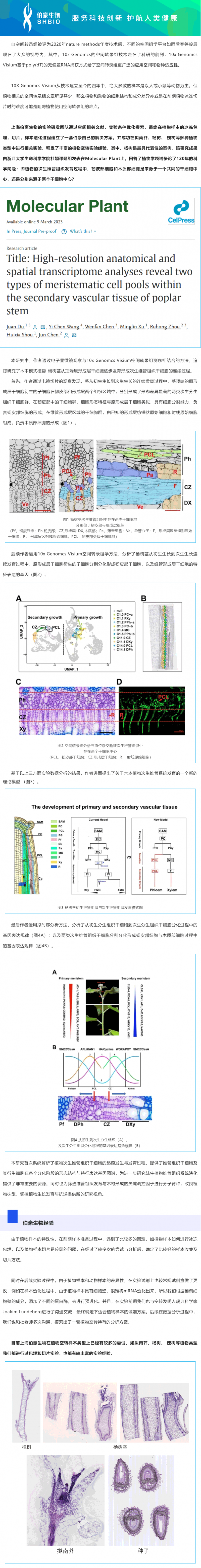 2023-03-17- 空轉(zhuǎn)植物項目文章_伯豪生物助力浙江大學(xué)生命科學(xué)學(xué)院杜娟課題組報道植物維管組織結(jié)構(gòu)與發(fā)育研究領(lǐng)域新進(jìn)展