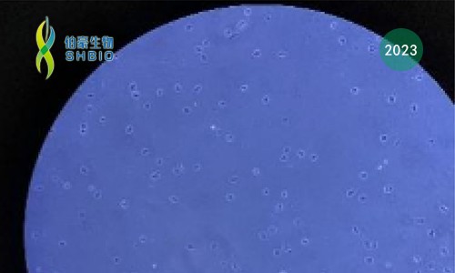 伯豪生物 FFPE 石蠟樣本多組學一站式解決方案