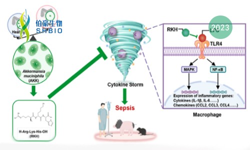 mRNA-seq 項(xiàng)目文章 | 嗜粘蛋白阿克曼菌來(lái)源的新型三肽 RKH 對(duì)致命膿毒癥的保護(hù)作用