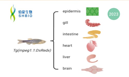 文獻(xiàn)解讀 | 跨器官單細(xì)胞轉(zhuǎn)錄組分析揭示了斑馬魚巨噬細(xì)胞和樹突狀細(xì)胞的異質(zhì)性