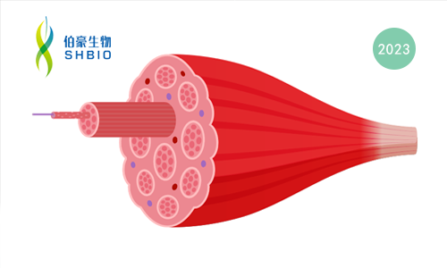文獻解讀 | 單細胞和空間轉(zhuǎn)錄組學鑒定到與骨骼肌纖維化相關(guān)的巨噬細胞群