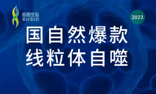 國自然爆款 | 一文吃透線粒體自噬機制和研究思路，趕緊收藏！