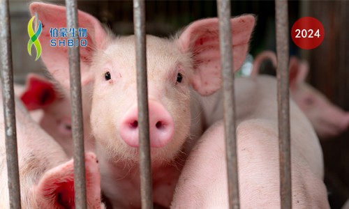 CRISPR 智庫 | 基于 CRISPR/Cas12 快速、現場檢測非洲豬瘟
