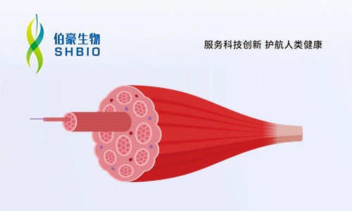 文獻解讀 | 單細胞核圖譜識別骨骼肌老化、脆弱和衰老的細胞特異性標記物