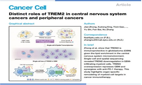 項目文章 |Cancer Cell-TREM2 在中樞神經系統癌癥和外周腫瘤中的獨特作用
