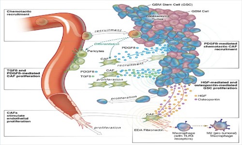 單細胞 RNA 測序和空間轉錄組學揭示膠質母細胞瘤中具有促腫瘤作用的癌癥相關成纖維細胞