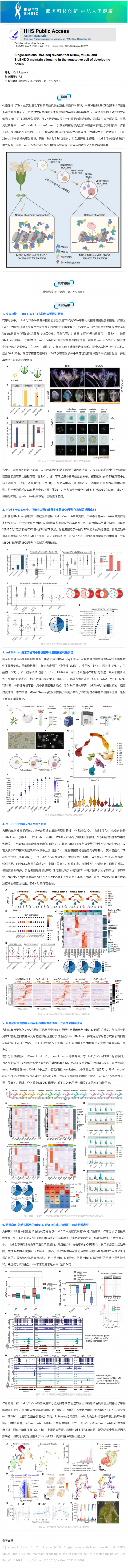 2024-08-16 文獻解讀 _ 單細胞核 RNA 測序表明 MBD5、MBD6 和 SILENZIO 在發育花粉的營養細胞中沉默基