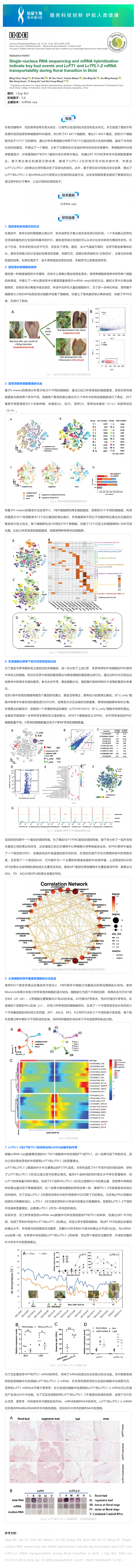 8 月 28 日 文獻解讀_單細(xì)胞核 RNA 測序和 mRNA 雜交表明了荔枝在花轉(zhuǎn)化過程中關(guān)鍵芽事件以及 LcFT1 和 LcTF