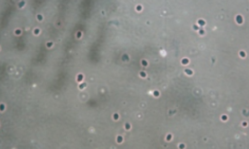 人腦組織樣本使用試劑效果圖